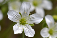 Arenaria montana